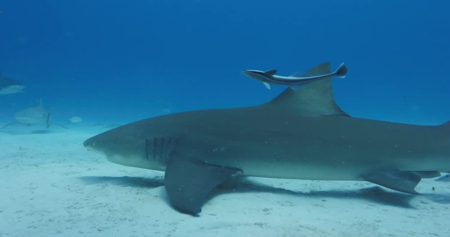 Shark swimming on the bottom of the blue ocean waters