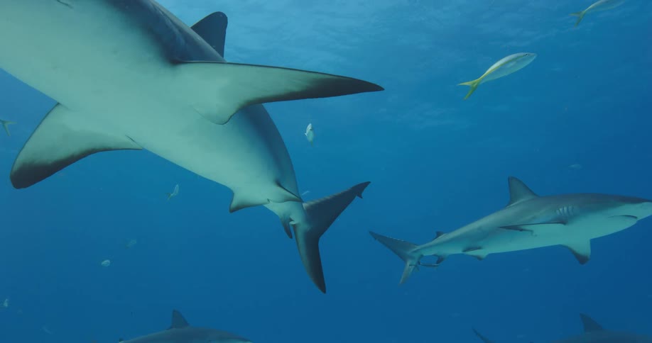 Sharks and fish swim together underwater