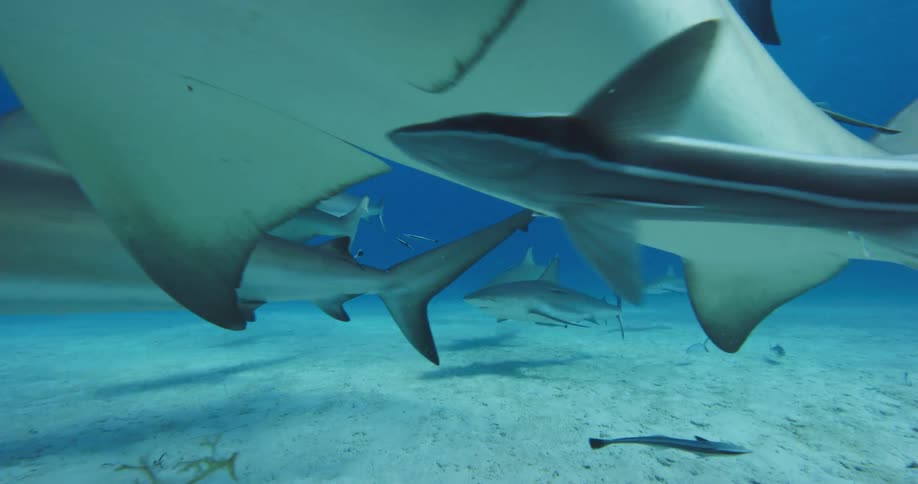 Sharks swimming on the bottom of the blue ocean waters