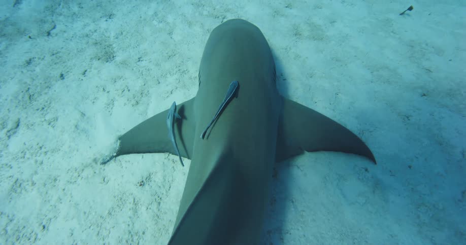 A big fish is swimming underwater with smaller fishes swimming very close to it