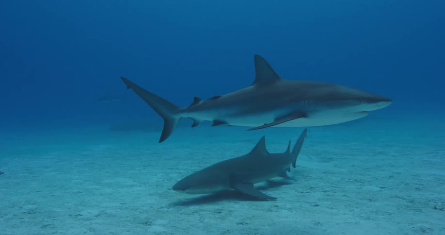Sharks are swimming at the bottom of the ocean floor