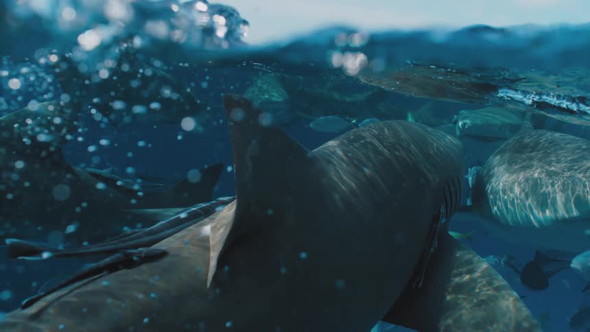 Sharks swimming under the surface of the blue ocean water