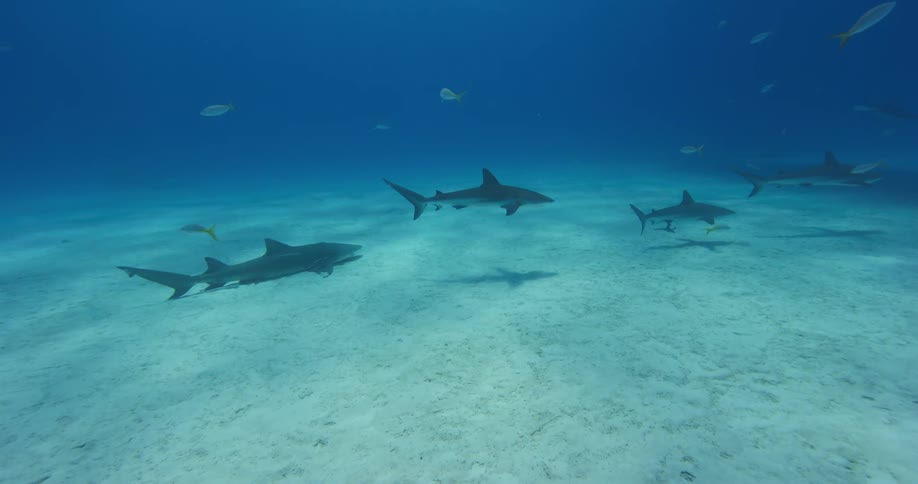 Sharks and fish swim low underwater