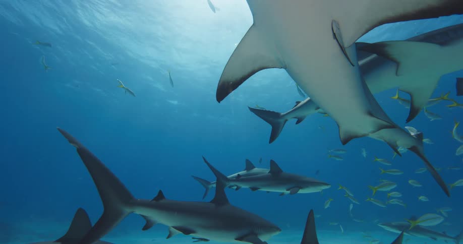 Sharks and fish swimming in the ocean
