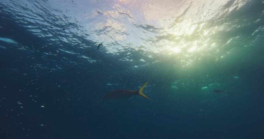 Fishes swimming underwater with bubbles with the sky and clouds above
