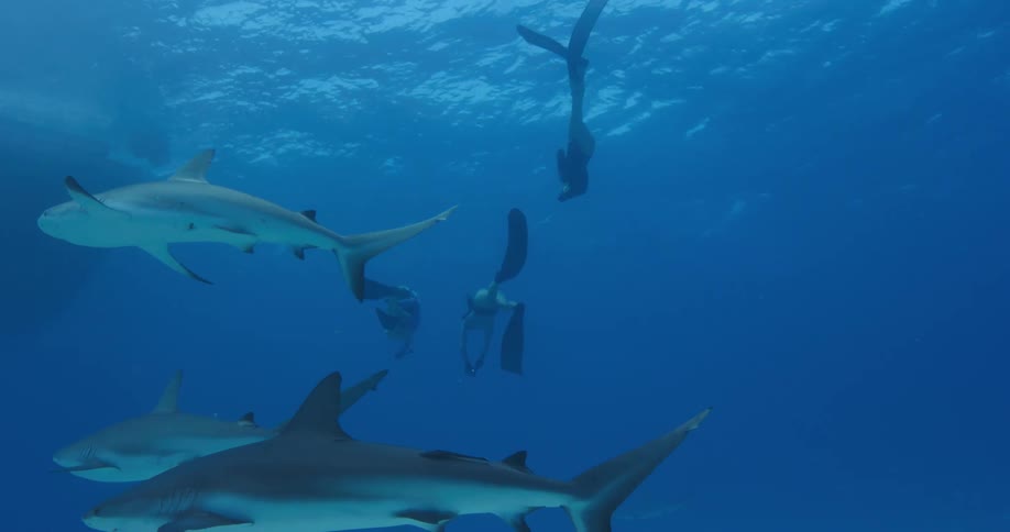 People with flippers swimming underwater with sharks