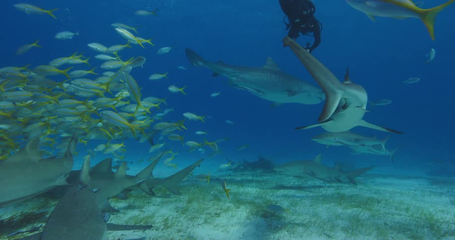 A scuba diver swims and films sharks