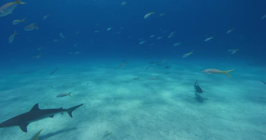 Fish and sharks are swimming at the bottom of the ocean