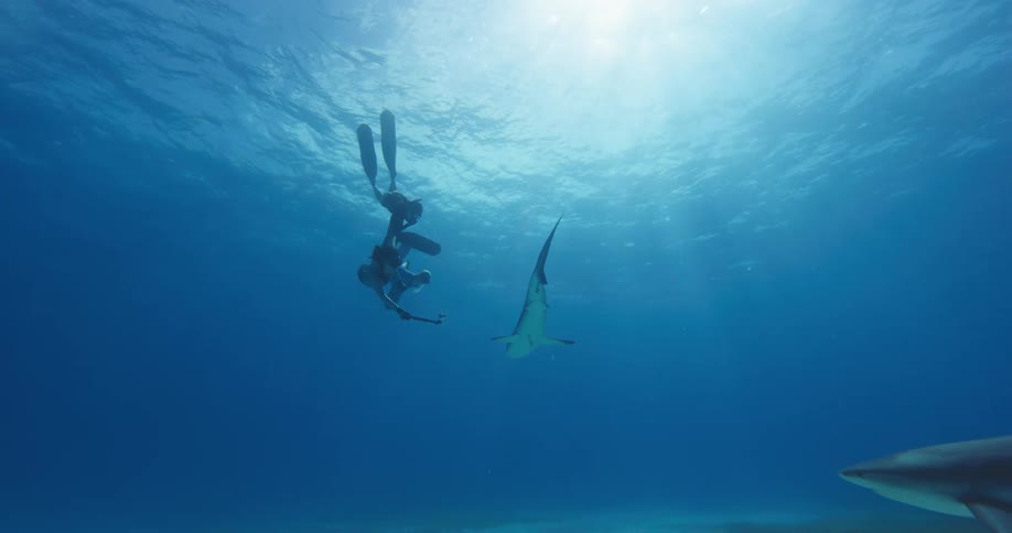 Three people are swimming underwater as a big fish approaches them