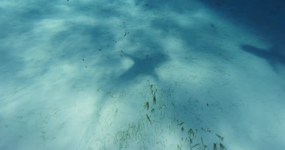 The shadows of two sharks are shown swimming near the bottom of the sea