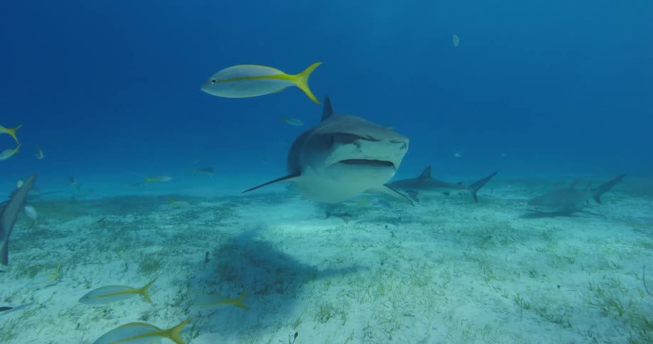 A large shark swims among smaller fish