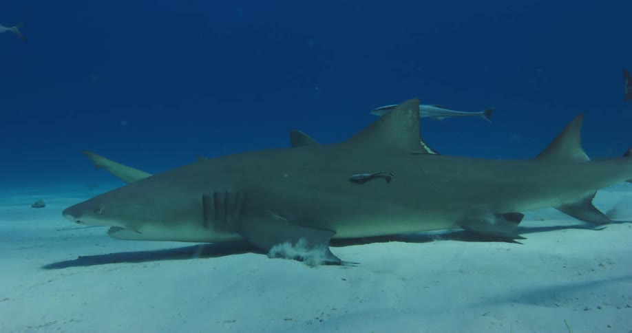 Sharks and fishes swimming underwater in the ocean