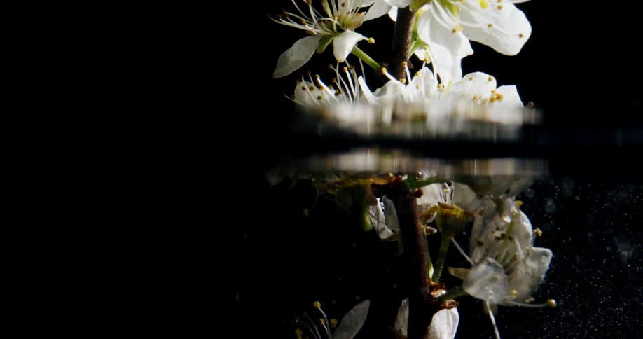 A view of flowers being planted under water