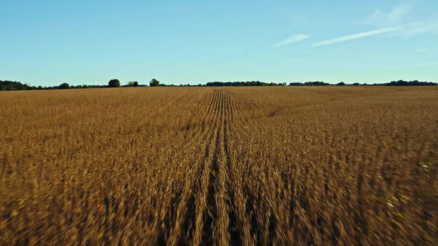 Wheat field on a farm