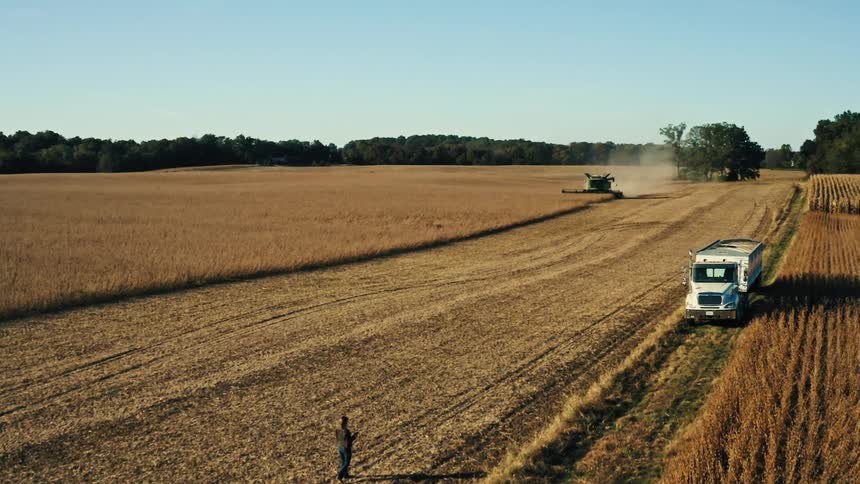 A person walking on a wheat field with trees the sky and clouds in the background