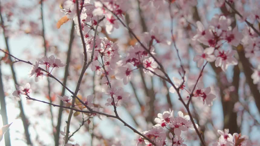 Sun shines from blue sky through tree branches covered in purple maroon and pink flowers