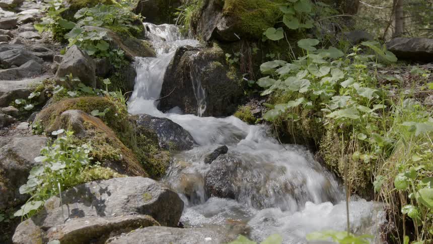 A stream runs over rocks with plants near the water