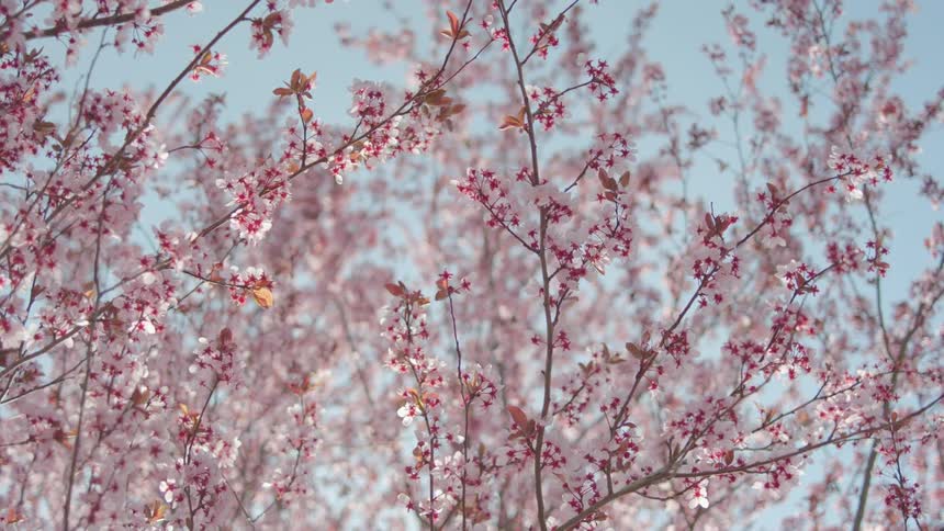 Cherry blossoms bloom on tree branches