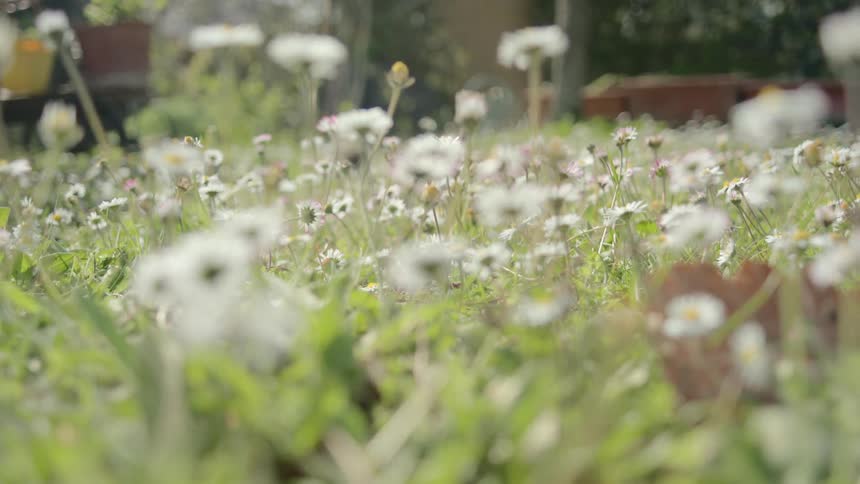 White and yellow flowers and plants blowing in the wind