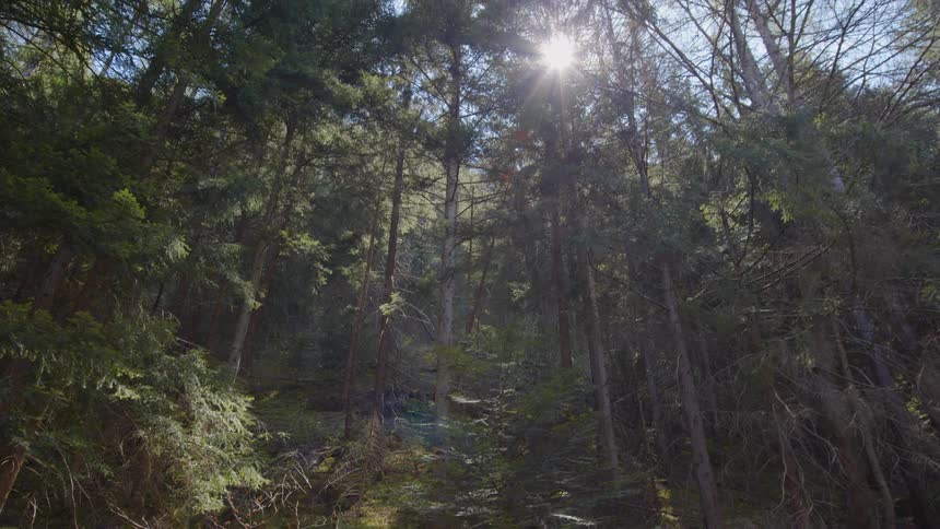 The sun shine down on a forest