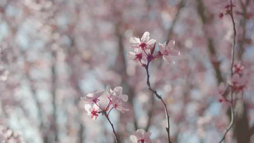 Flowers are blossoming on a tree branch
