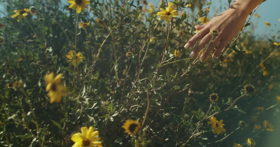 Brunette woman with yellow dress walks across the field touching daisies