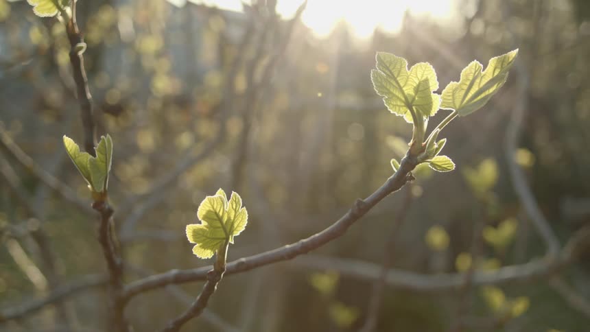 Leaves are blooming on tree branches as the sun shines brightly