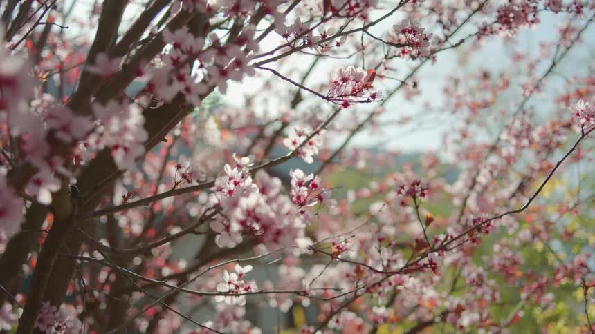 Close up of a cherry blossom tree