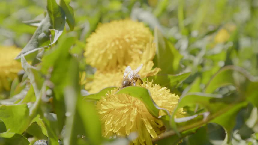 A bee collects nectar from a flower in a field during the day