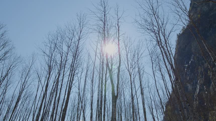 Sun shines through tall bare trees