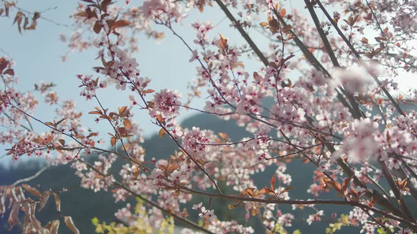 A plant is producing multiple small flowers all along its branches