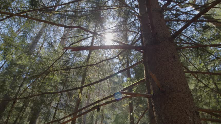 Countless tall trees fill a forest as sunlight shines between their branches