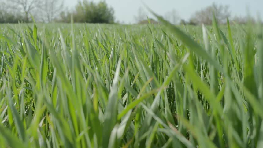 Grass is blowing in the wind in spring