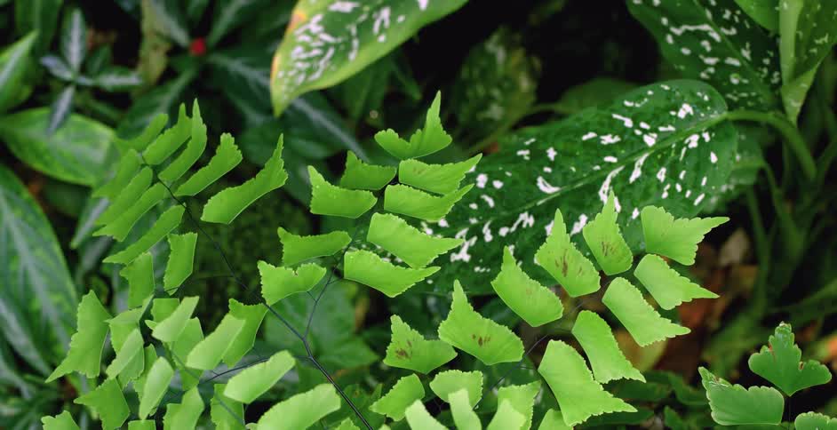 Plants with green leaves swaying in the breeze