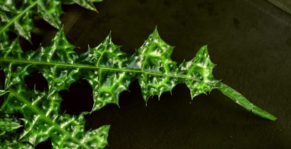 Bright green leafs of an indoors plant brushing on the floor