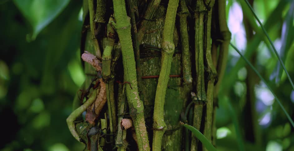The bamboo tree is lined with vines