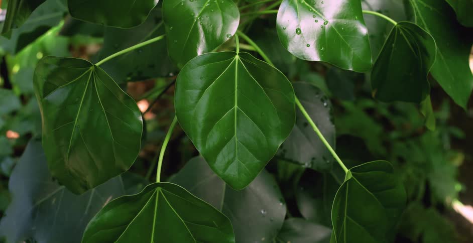 A view of plants in nature