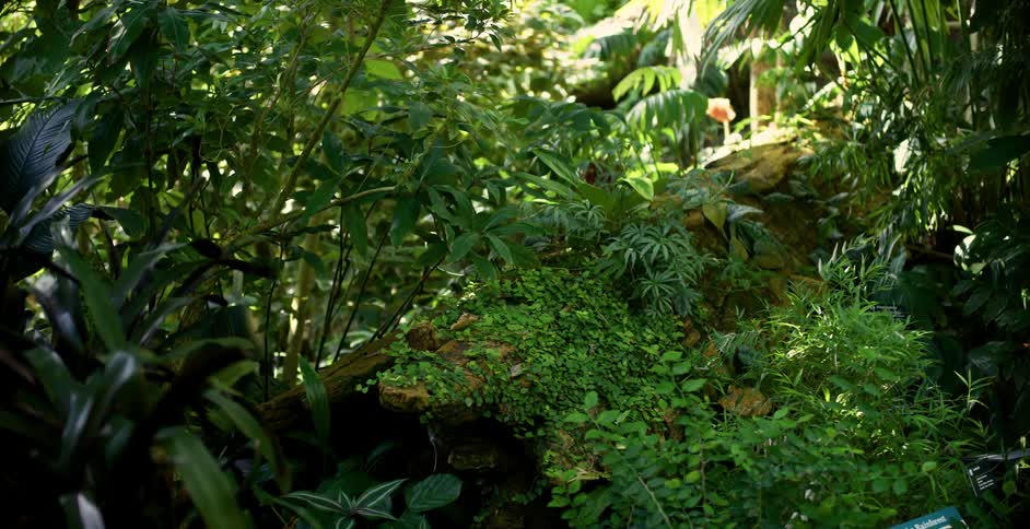 Plants with branches and leaves