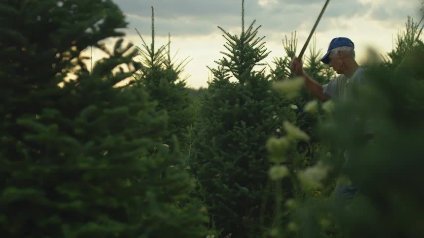 A man trims and shapes a christmas tree on a farm with a large knife