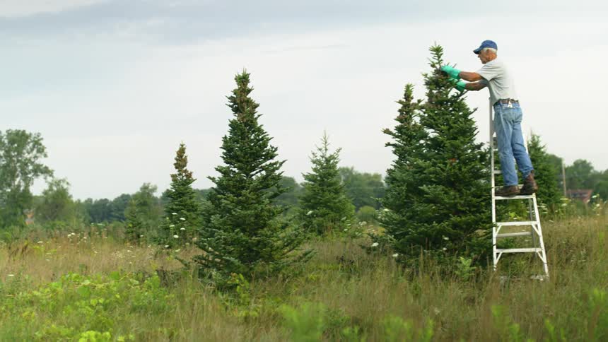 A man on a ladder uses his gloved hands to trim and shape a christmas tree on a tree farm