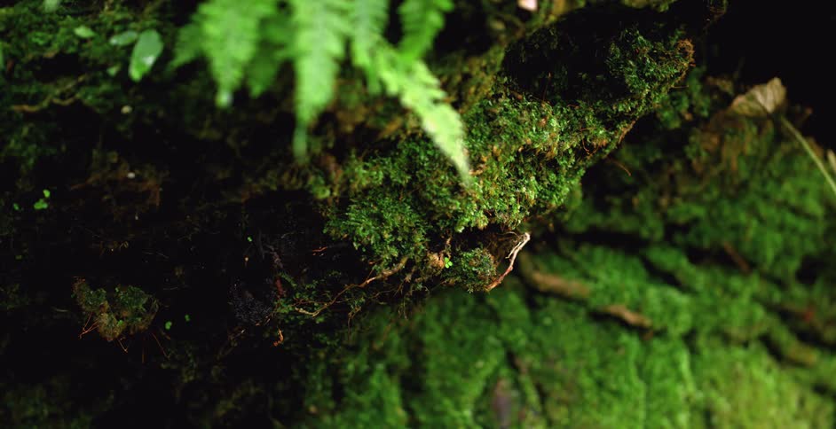 A close up of moss growing