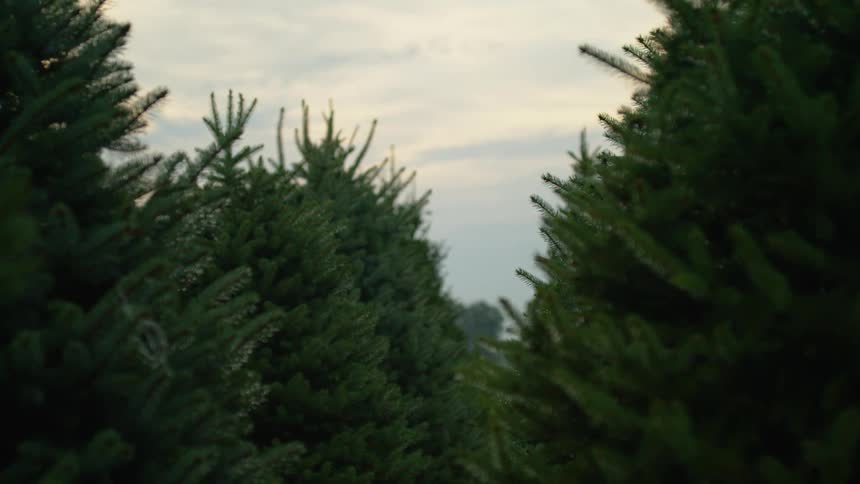 A bird flies over dense trees in a forest