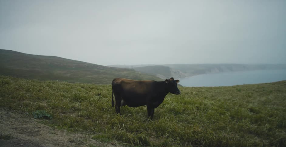 A cow standing on grass with a lake the sky and clouds in the background