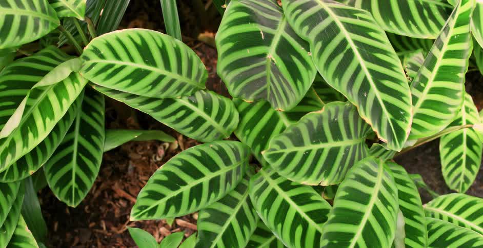 Plants with large green leaves