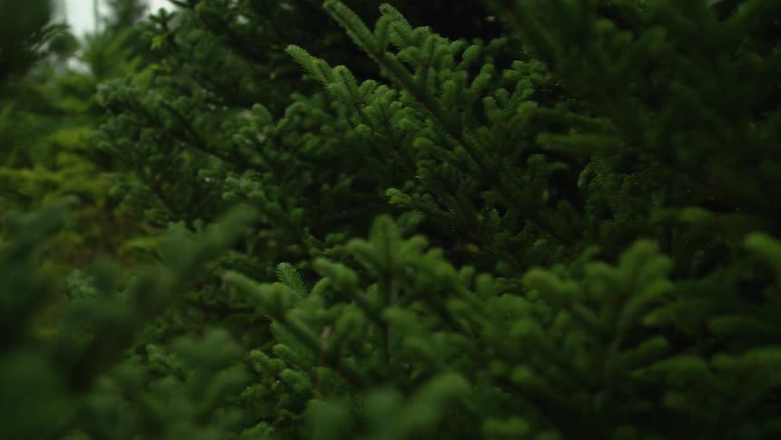 Close up of trees in a forest