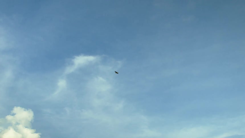 Birds flying in a cloudy sky