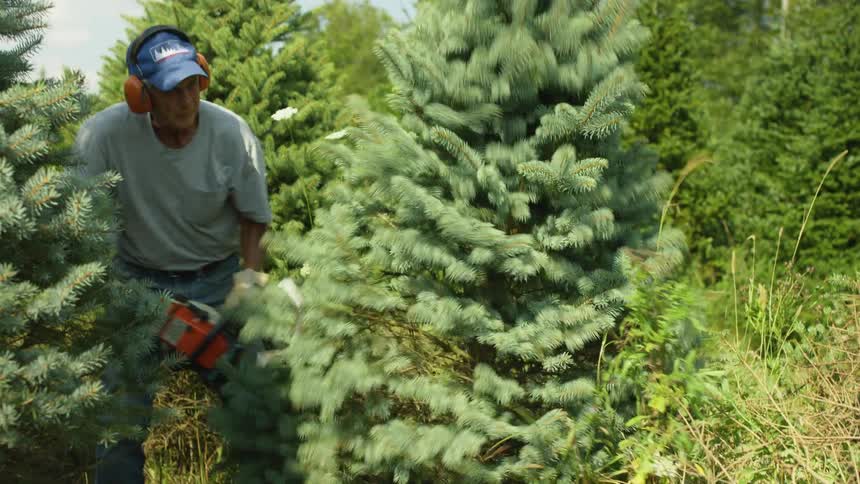 A man cuts down a small tree while wearing ear protecting headphones