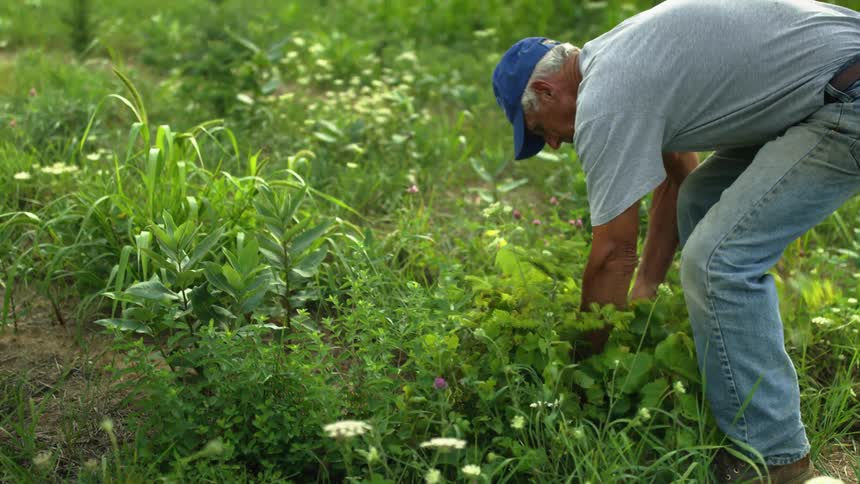 A man leans over and cuts weeds out of the field with a pair of shears
