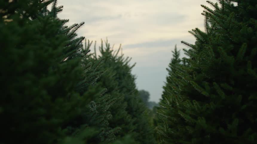 A field of evergreen trees under a cloudy sky