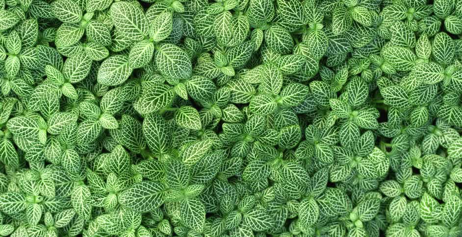 Numerous small plants with healthy green leafs are all bunched together
